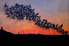 WF-Murmuration-HSMS